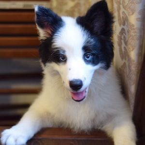 Meet your Posher, Sha